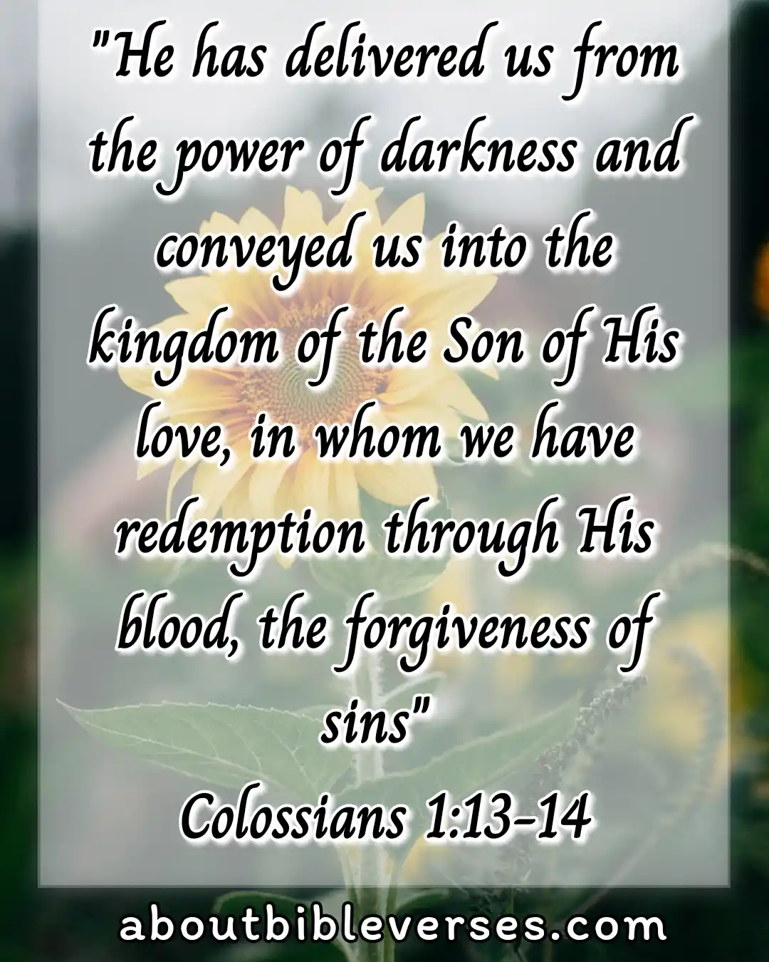 Bible Verses For Reconciliation And Forgiveness (Colossians 1:13-14)