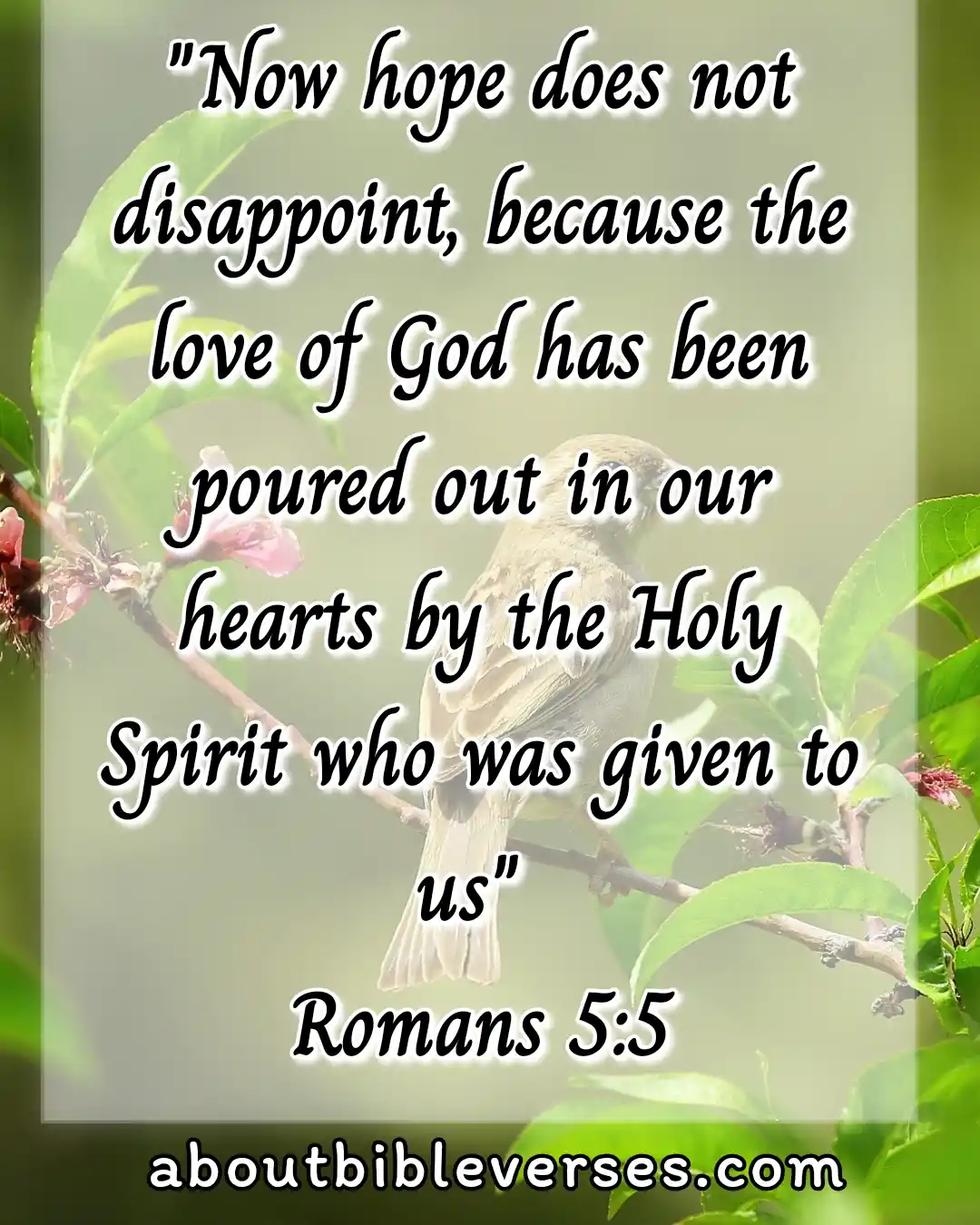 hope bible verses (Romans 5:5)