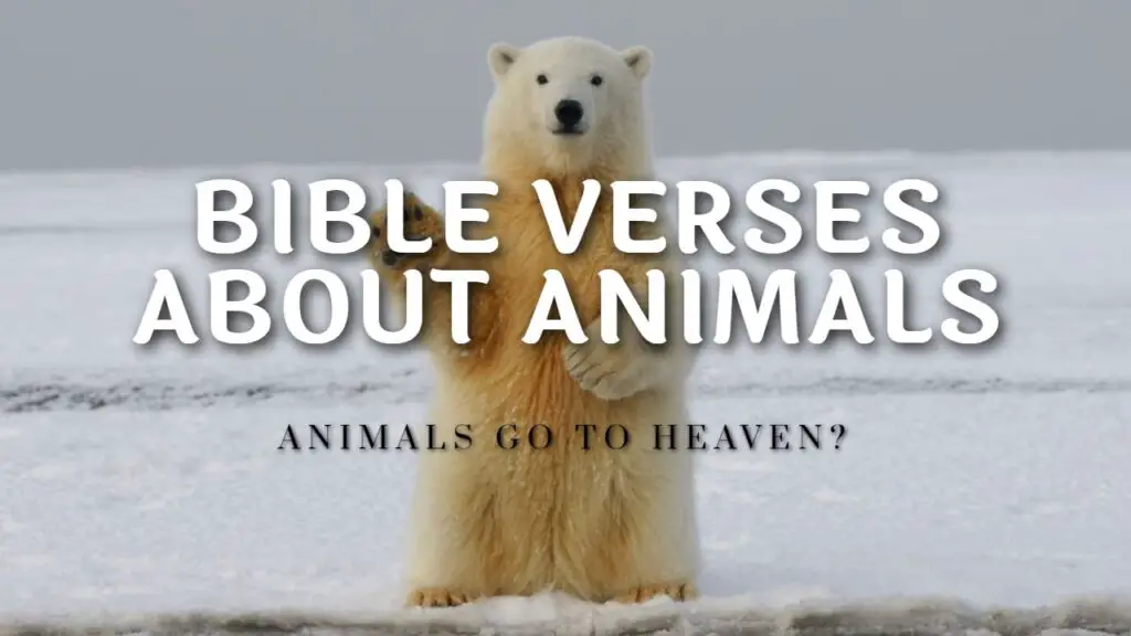 Bible Verses About Animals
