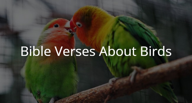 Bible Verses About Birds