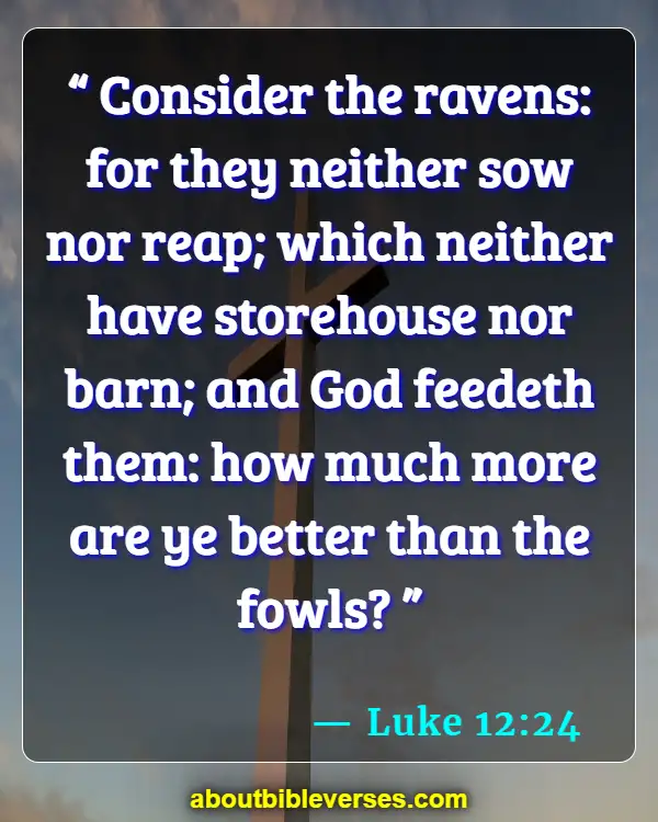 bible verses about God's provision (Luke 12:24)