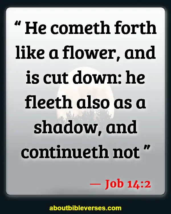 Bible Verses About Flowers Blooming (Job 14:2)