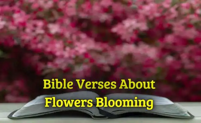Bible Verses About Flowers Blooming