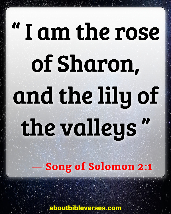 Bible Verses About Rose Of Sharon (Song of Solomon 2:1)