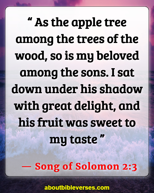 Bible Verses About Rose Of Sharon (Song of Solomon 2:3)
